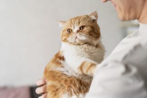 therapy cats